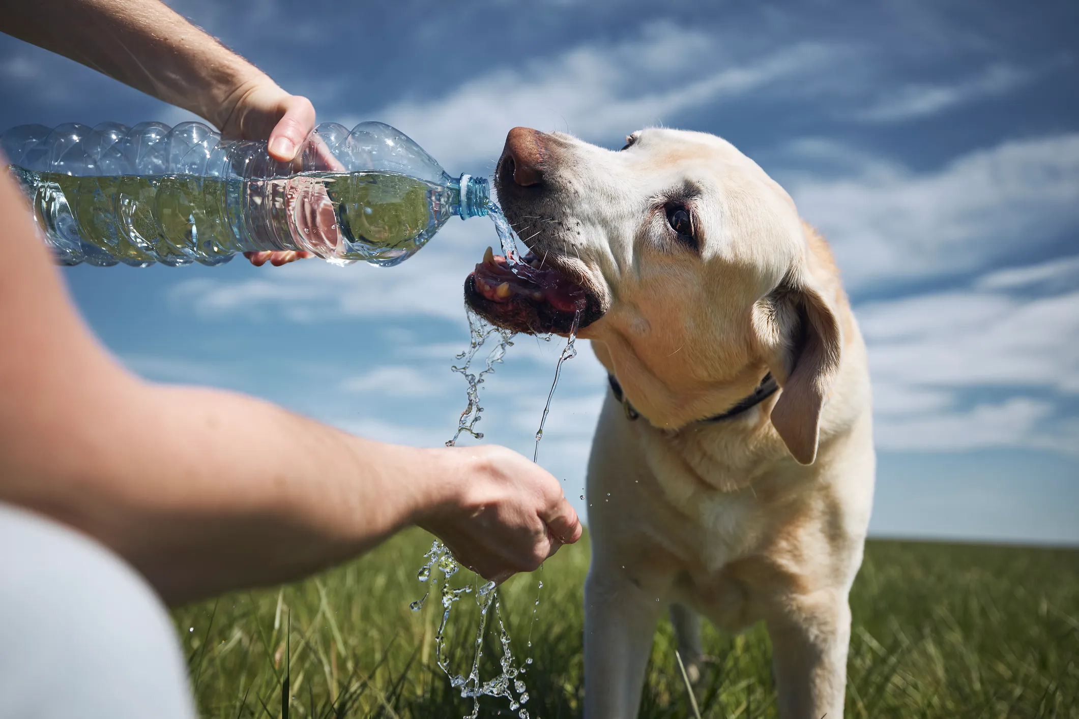 cachorro tomando água de garrafa pet