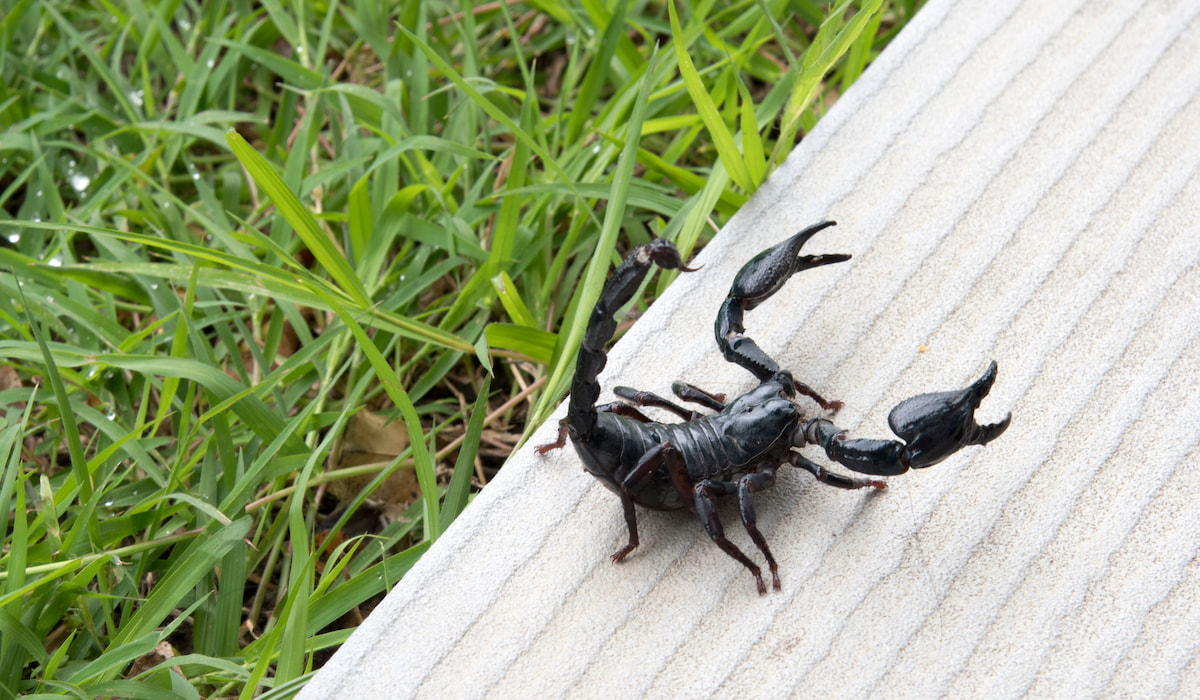 escorpião em jardim