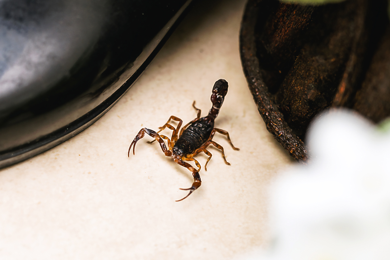 escorpião perto de calçados