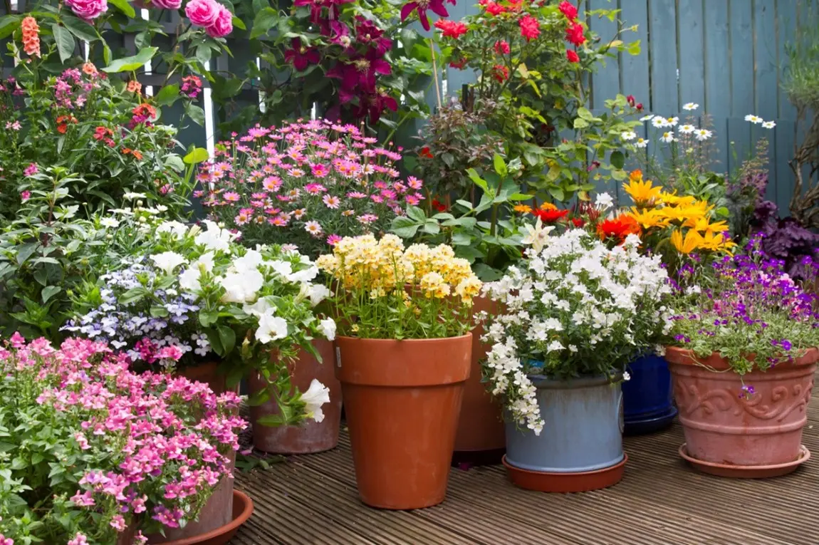 espaço externo com vários vasos de flores