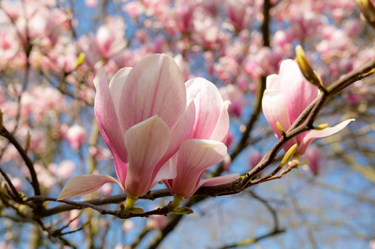 flores de magnólia