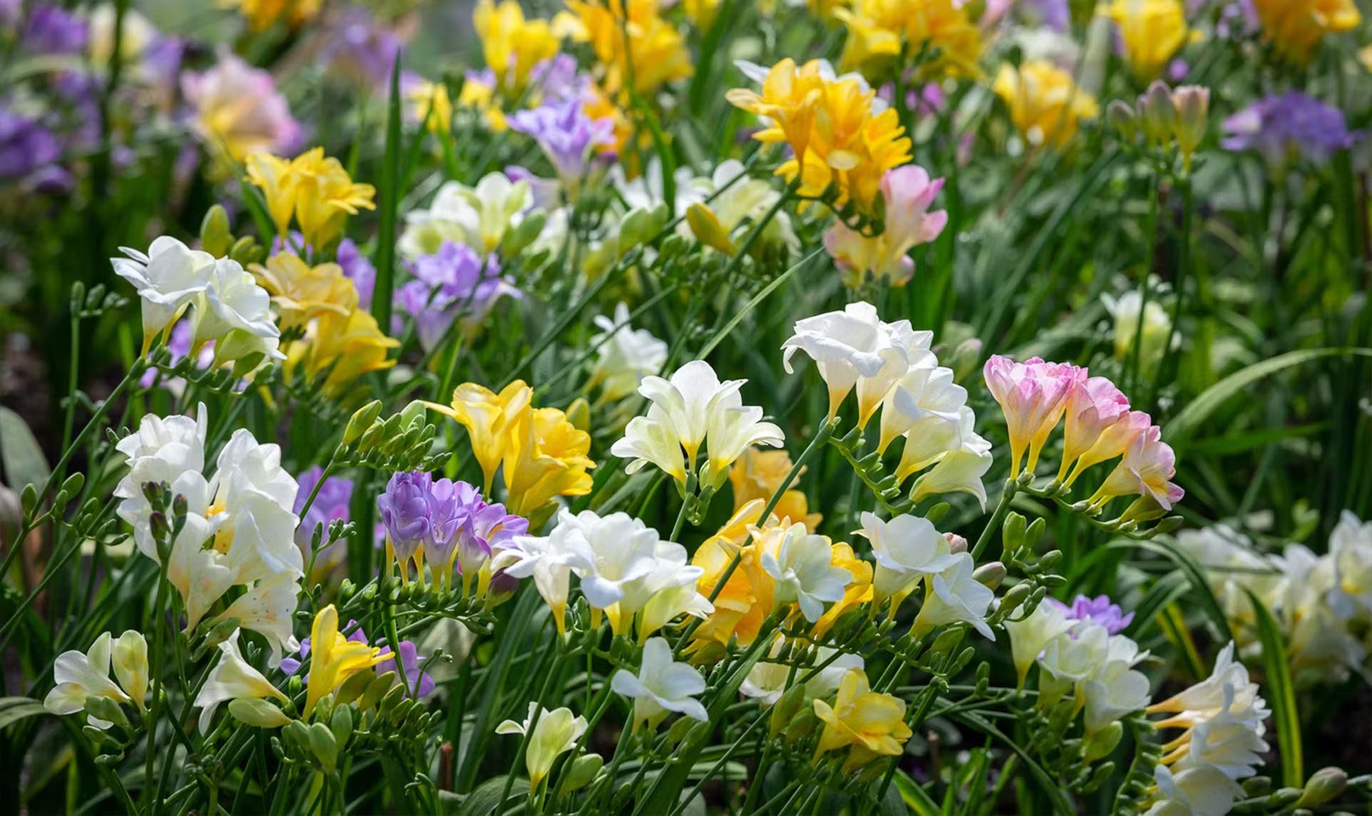 junquilhos no jardim