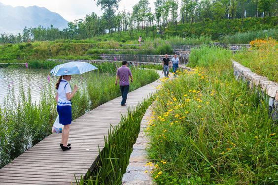 wetland