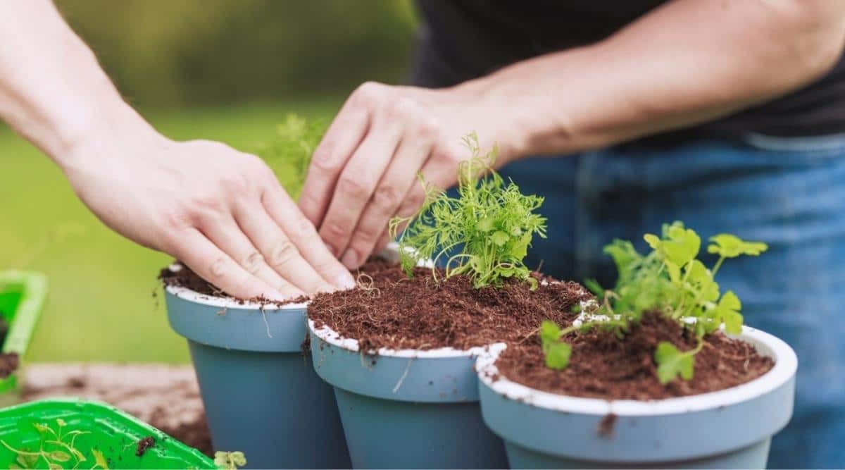 mulher mexendo em plantas em vasos