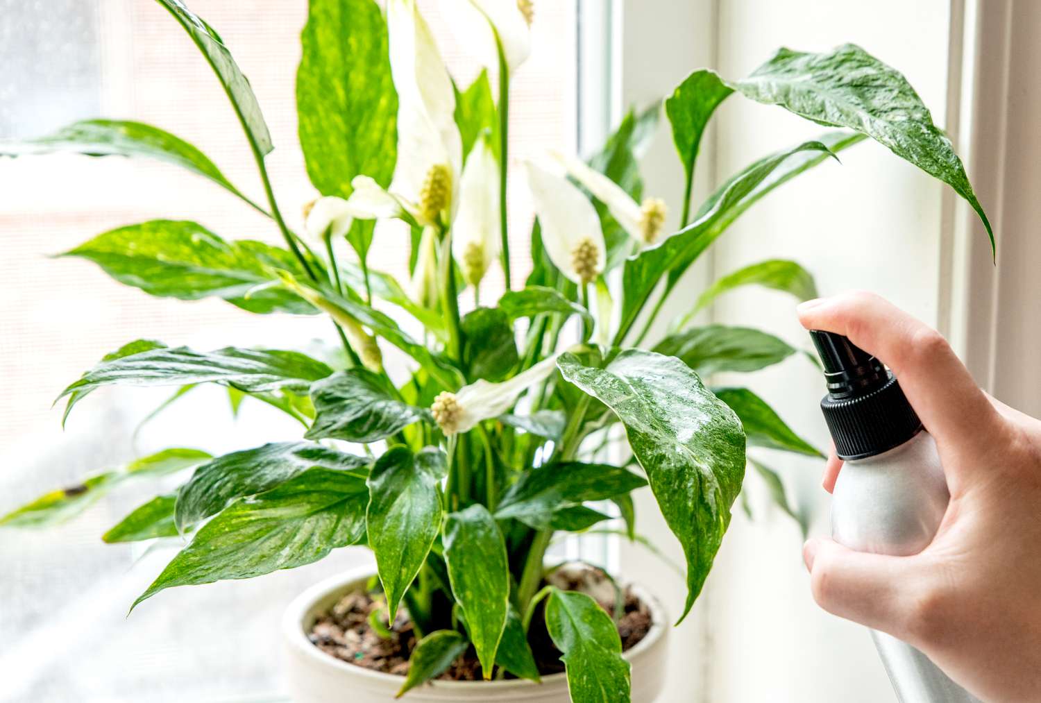 pessoa borrifando líquido em folhas de planta