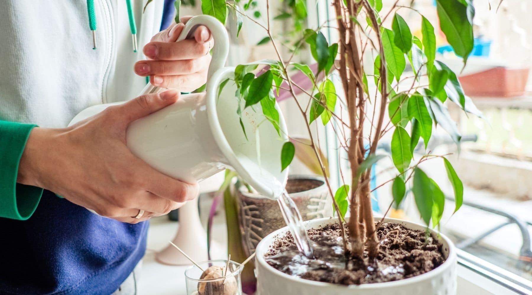 pessoa regando planta em vaso branco