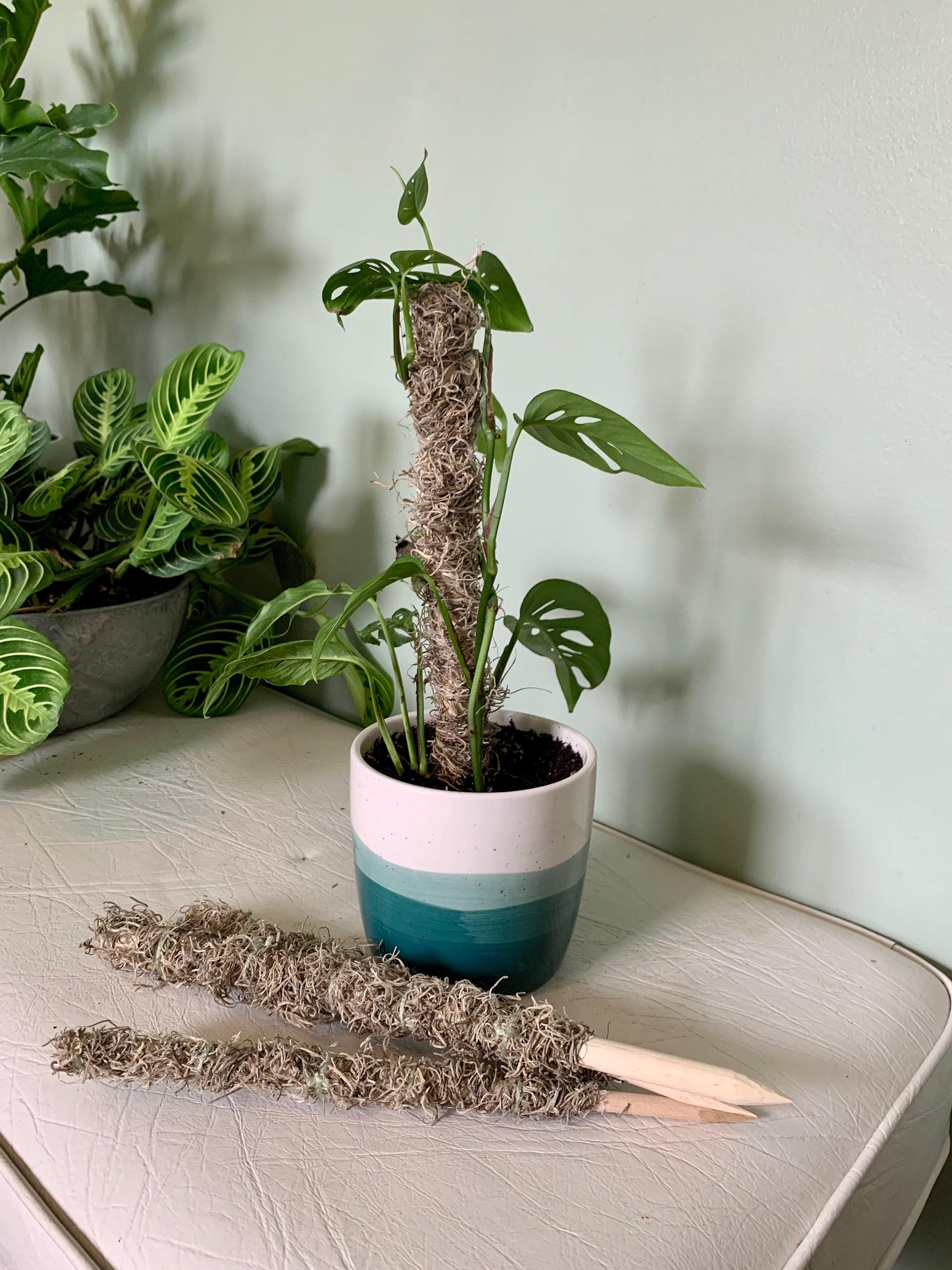 planta em vaso com estaca de musgo