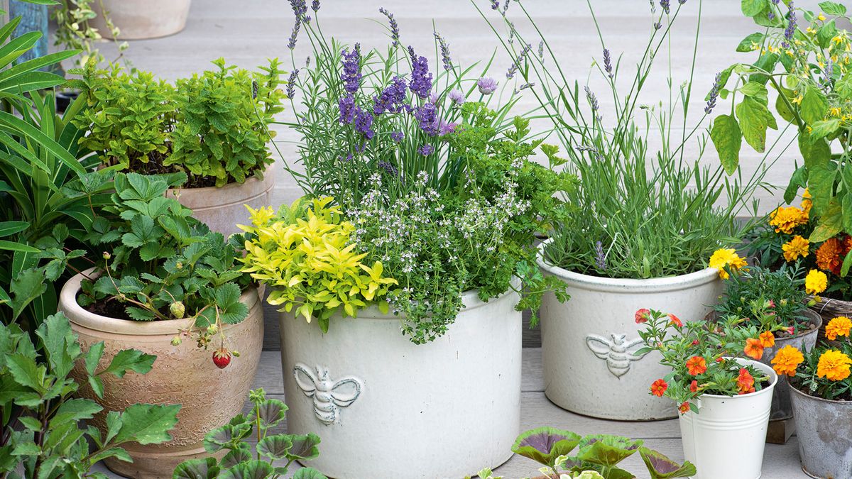 plantas em diversos vasos