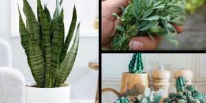 plantas para afastar visitas indesejadas