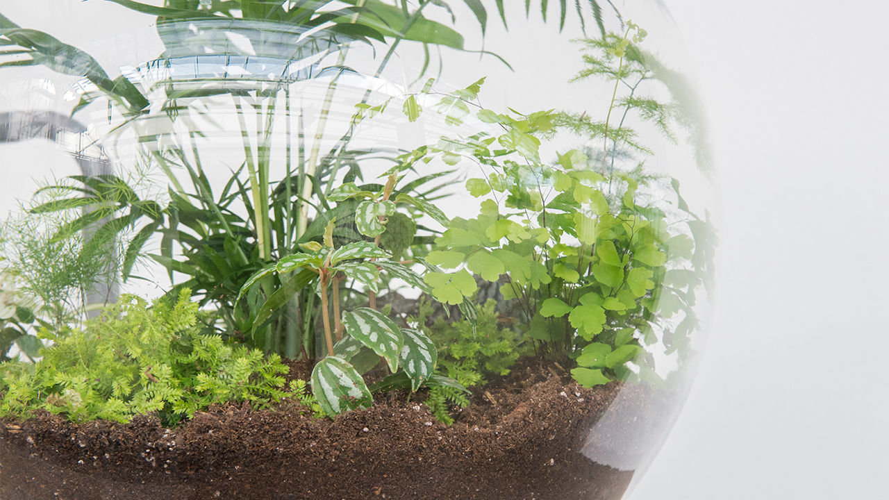 terrário fechado cheio de plantas