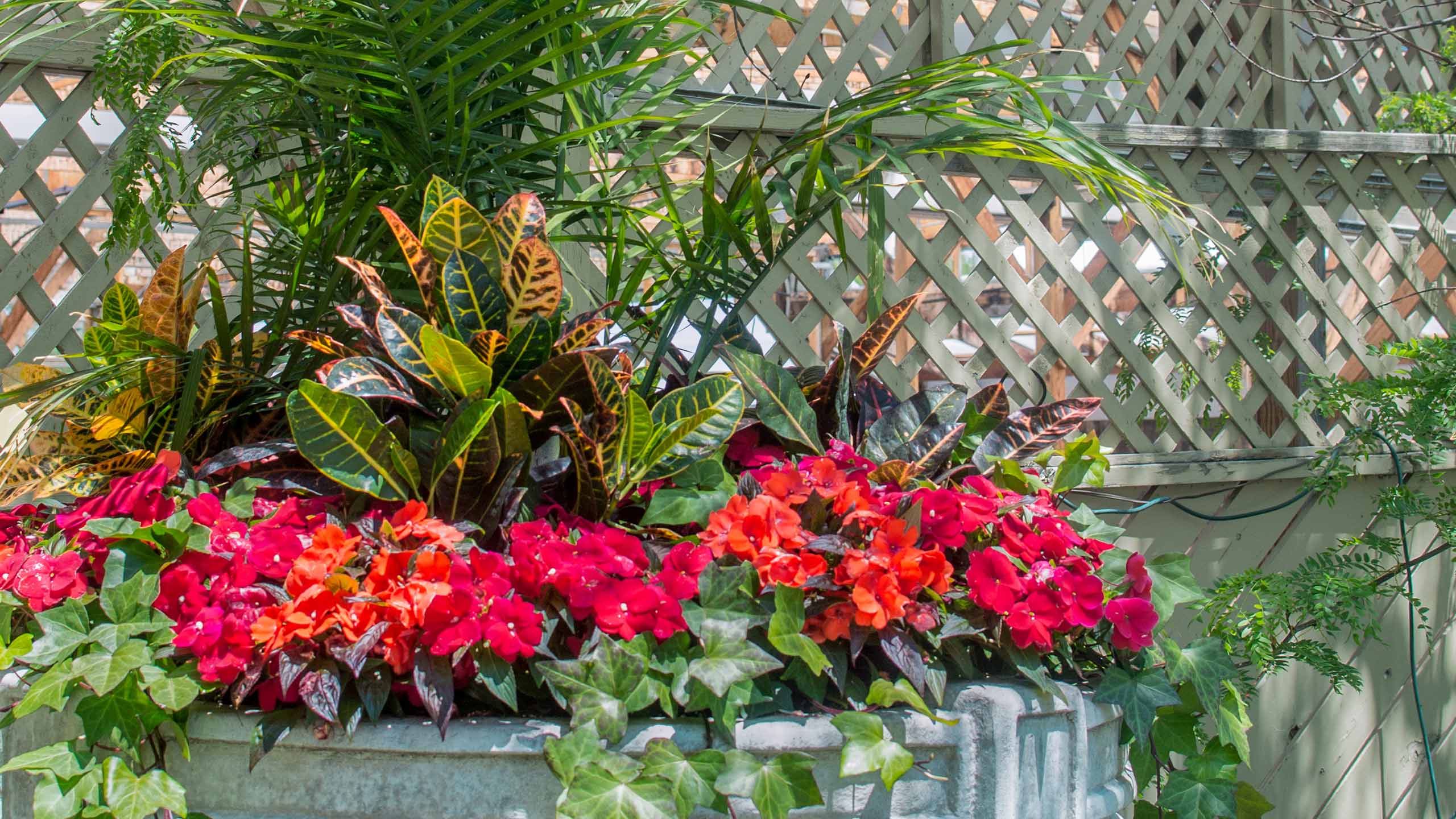 vaso grande com várias plantas juntas