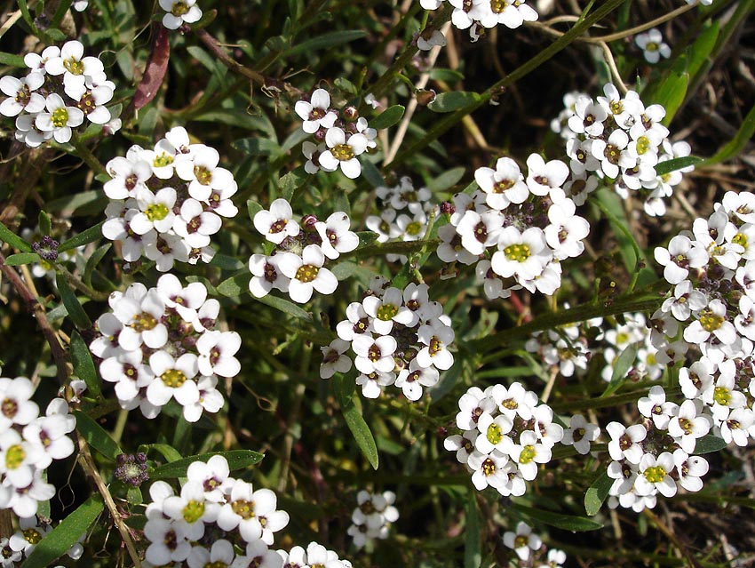 flores mais bonitas do Brasil