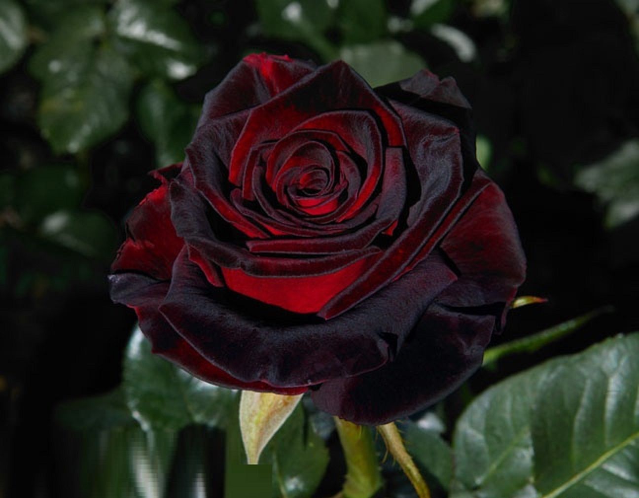 Rosa 'Black Baccara'