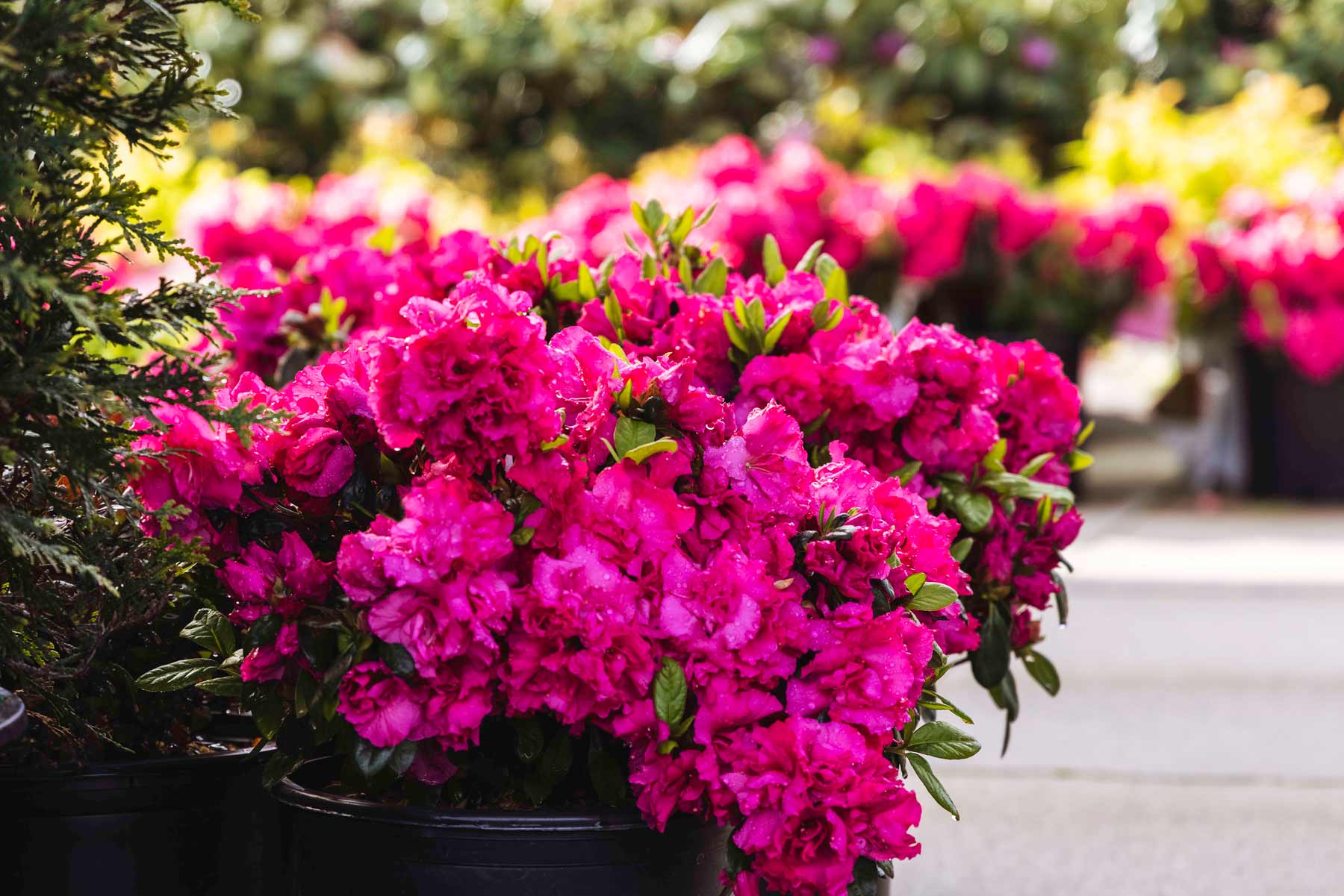 azaleias rosas em vaso