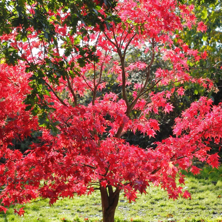 bordo-japonês