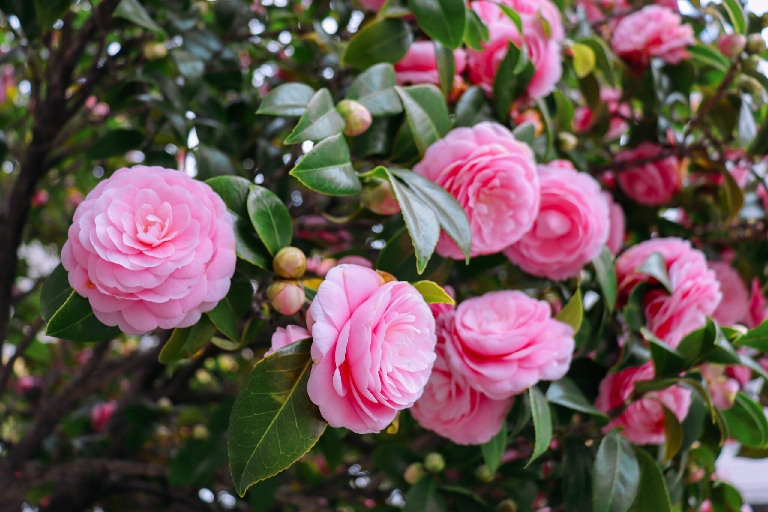 flores mais bonitas do Brasil