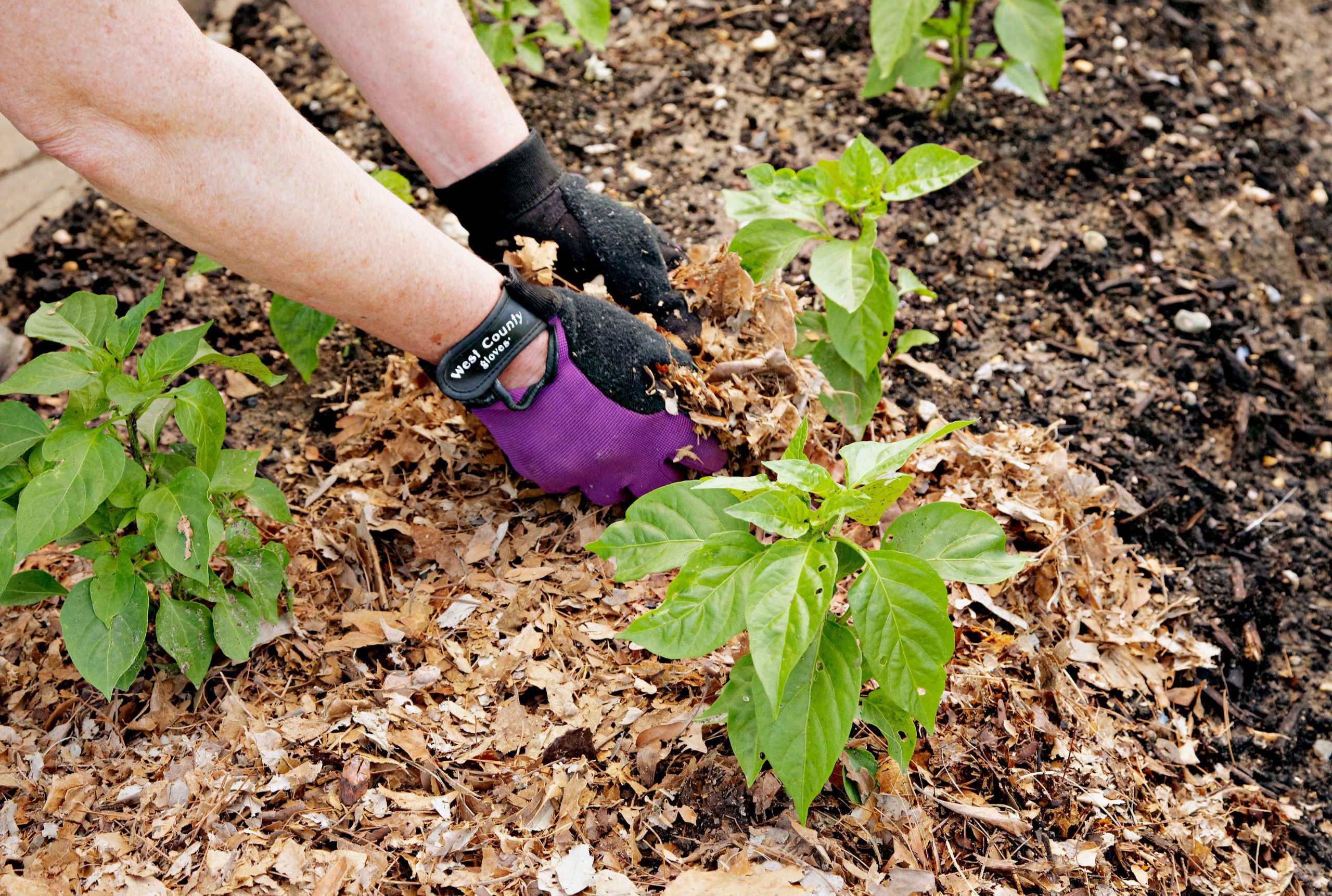 cobertura morta em vegetais