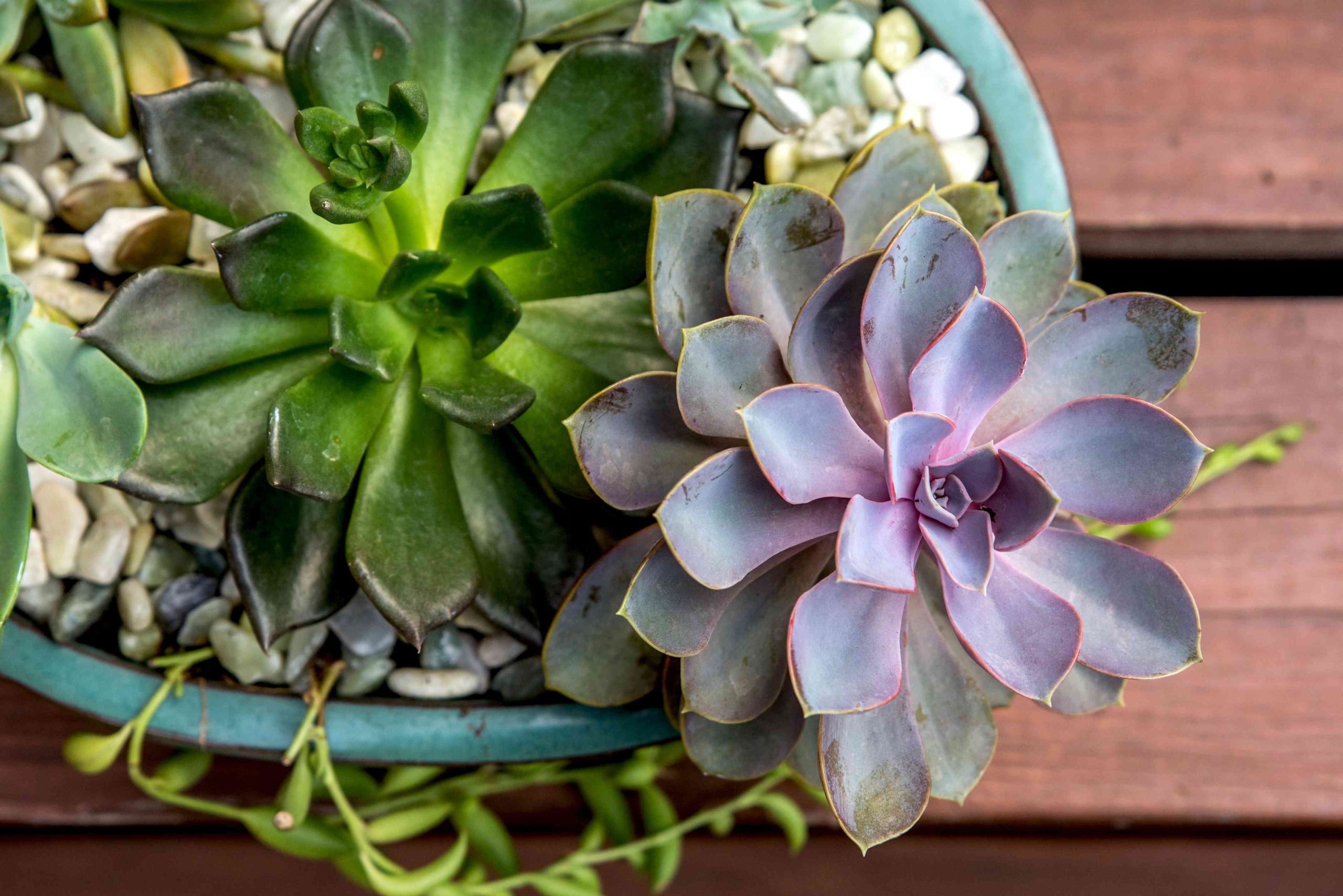 echeverias em vaso