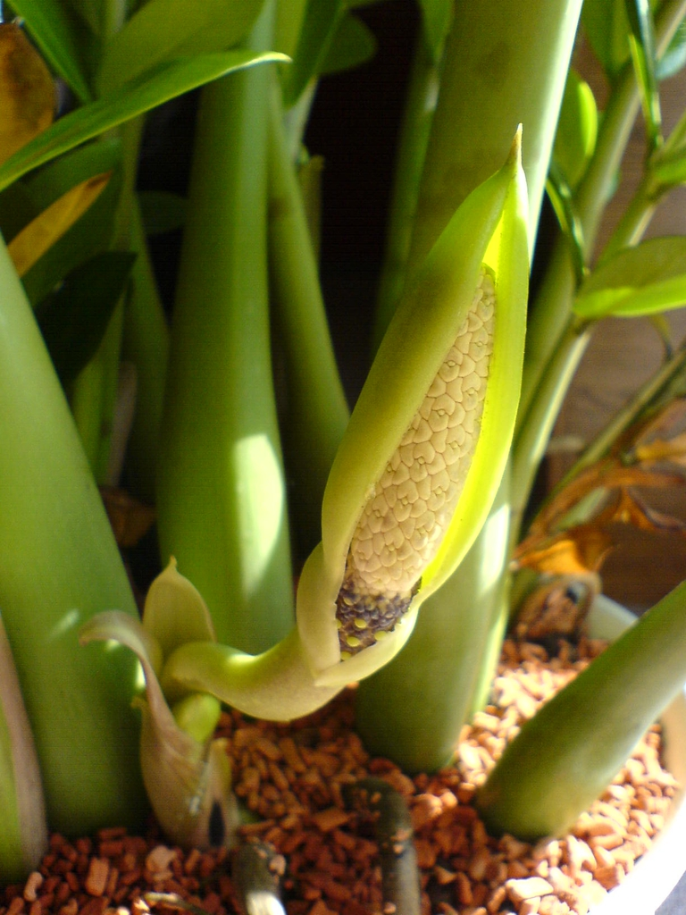 flor brotando em zamioculca