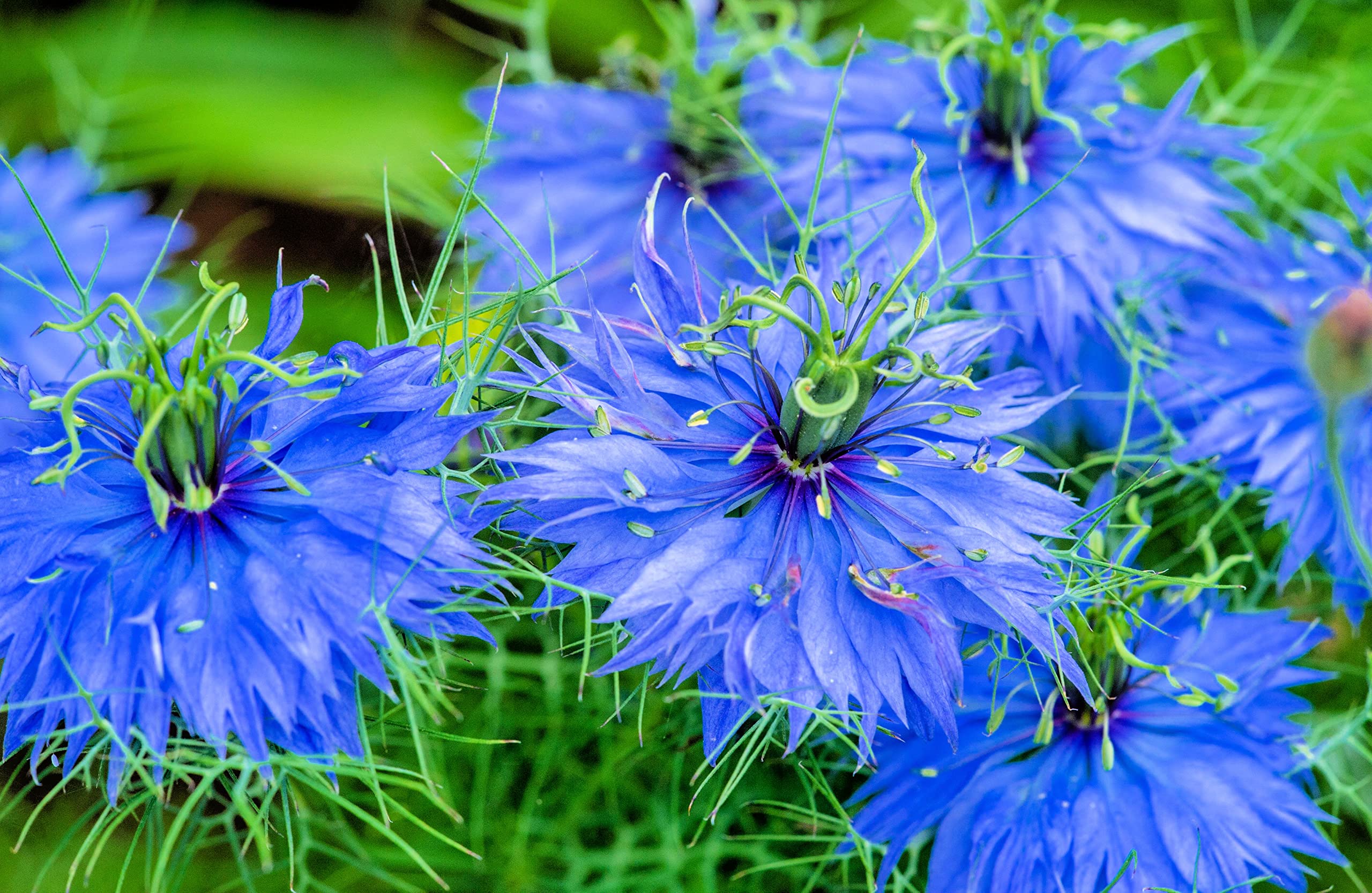 flores de nigela