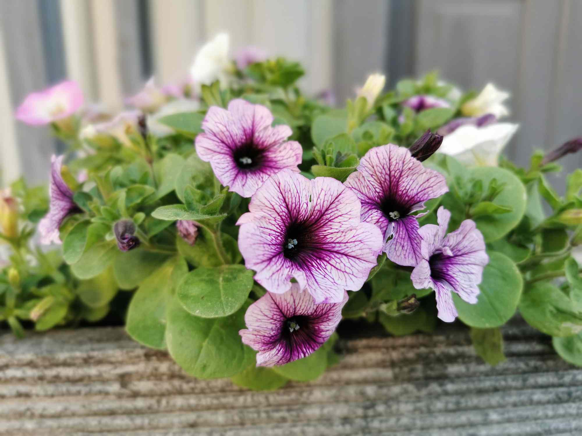 flores de petúnia