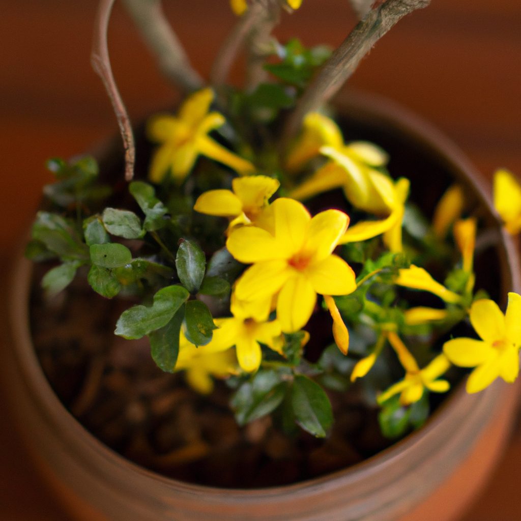 jasmim-amarelo em vaso