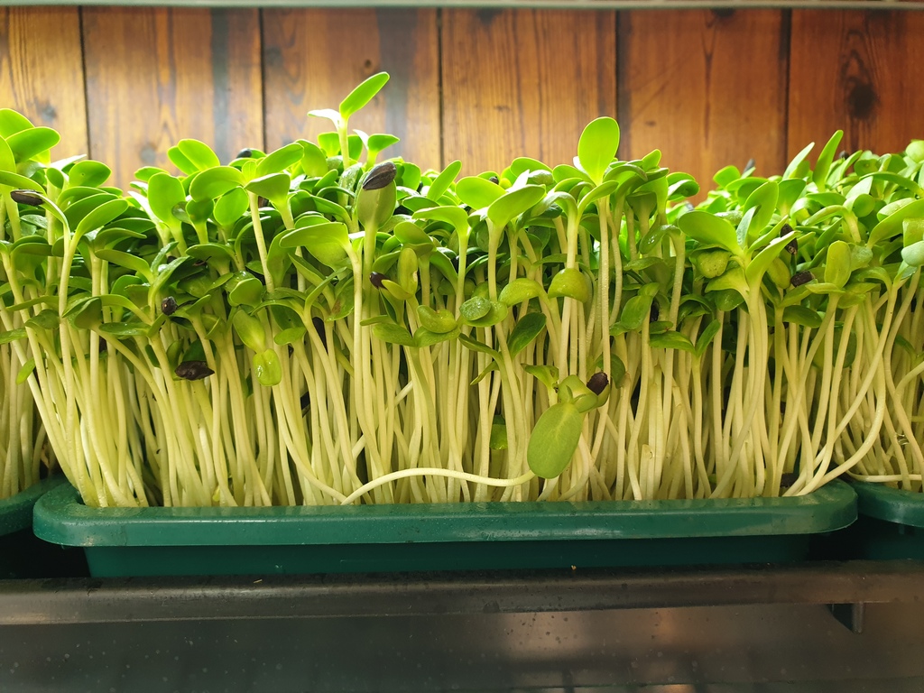 microgreens