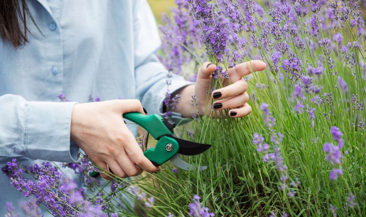 mulher podando lavanda