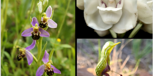 orquídeas que parecem animais