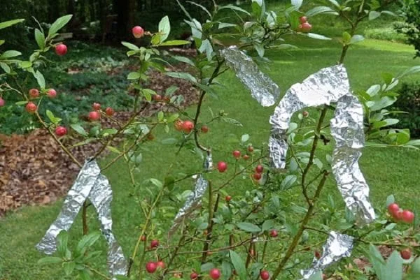 pedaços de papel-alumínio em planta