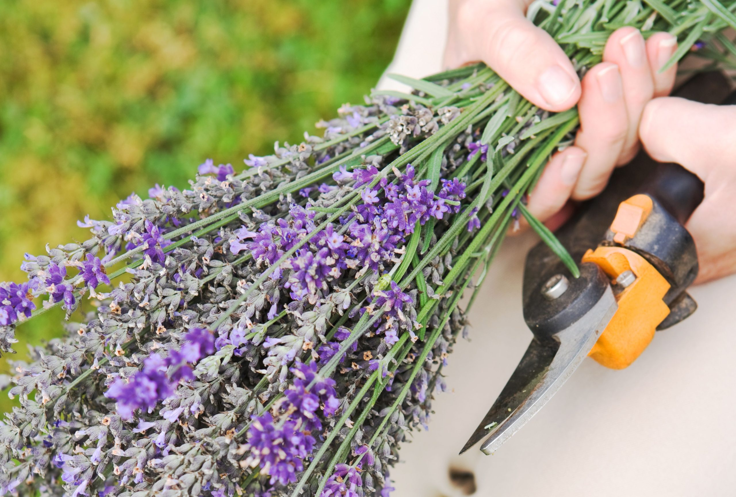 pessoa segurando ramos de lavanda cortados