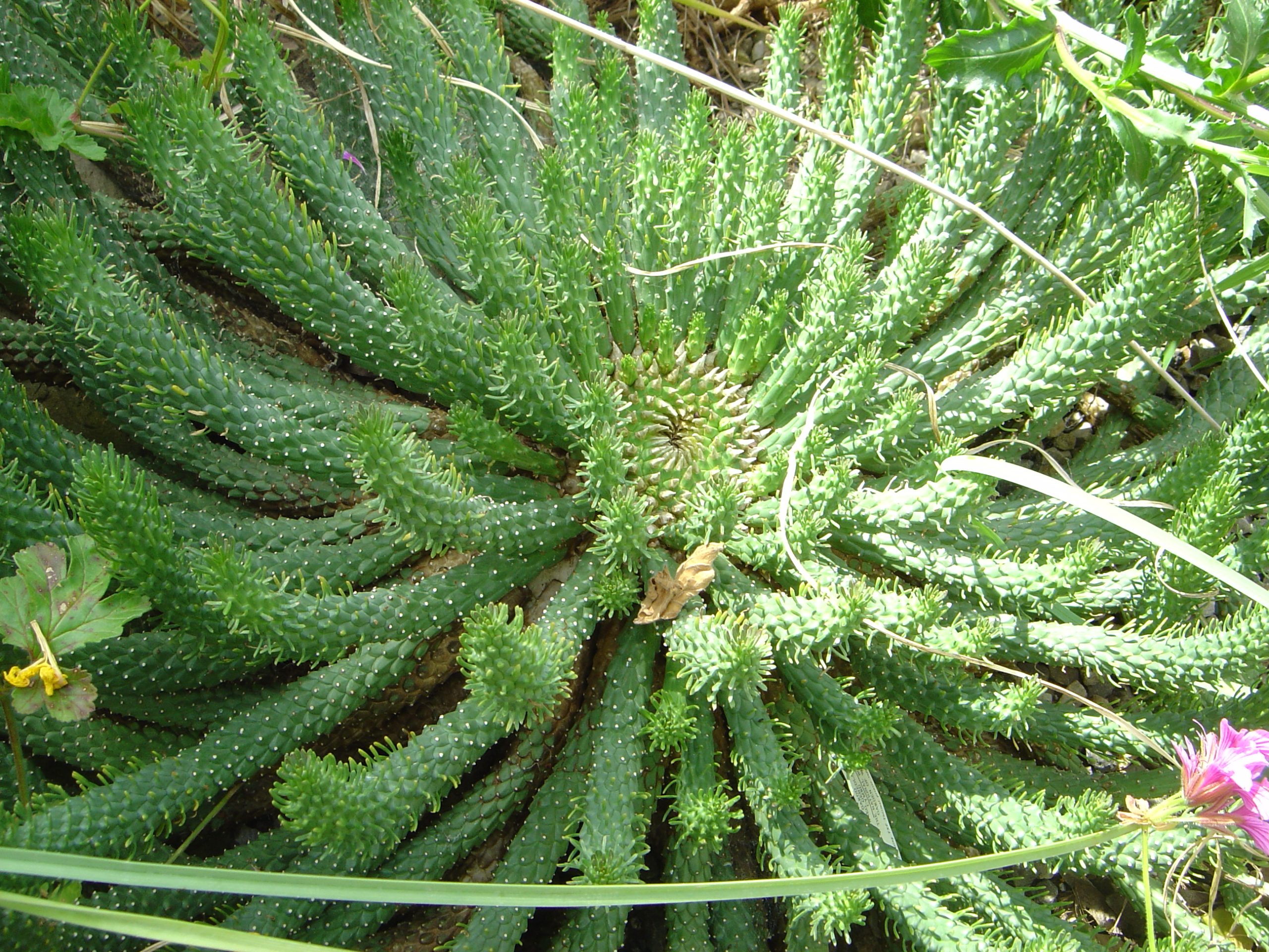 planta cabeça-de-medusa