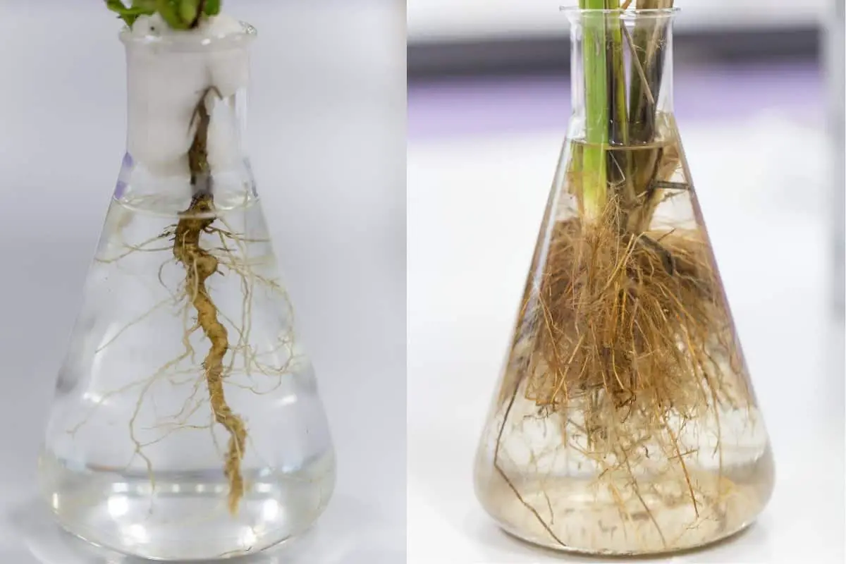 planta com crescimento de raízes