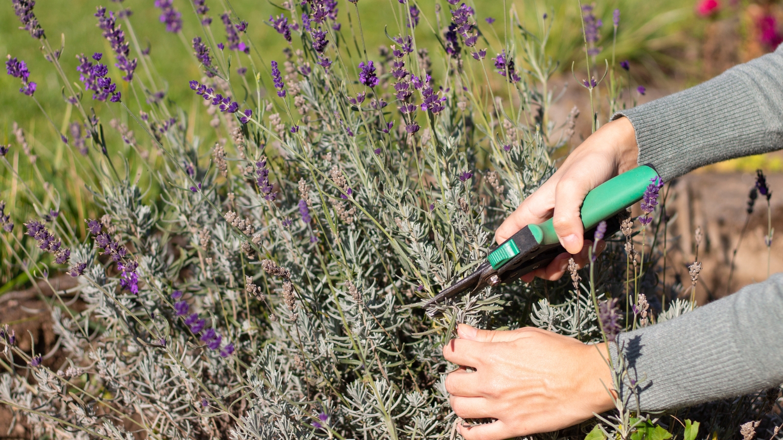 processo de poda de lavanda