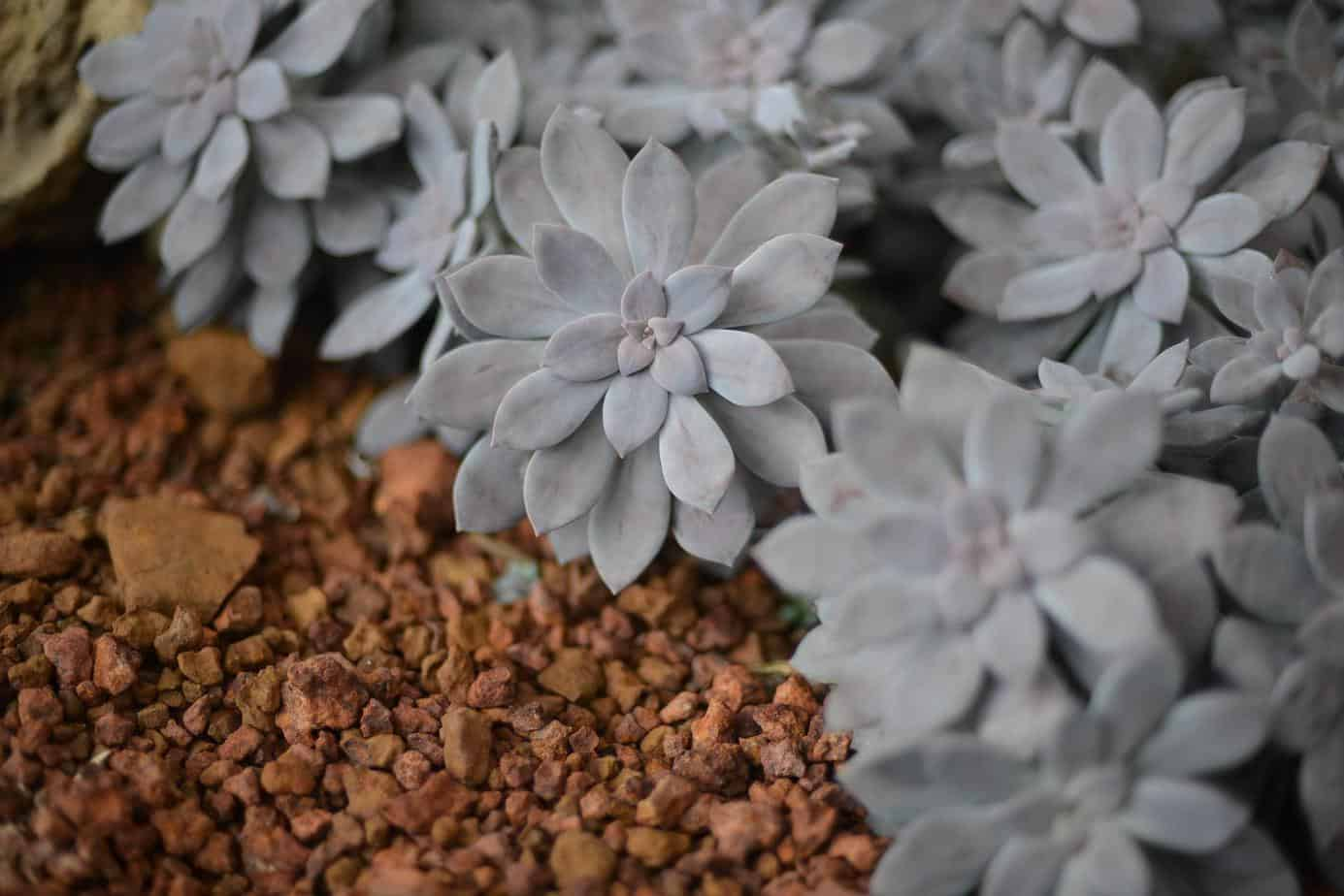 suculenta planta-fantasma plantada no solo