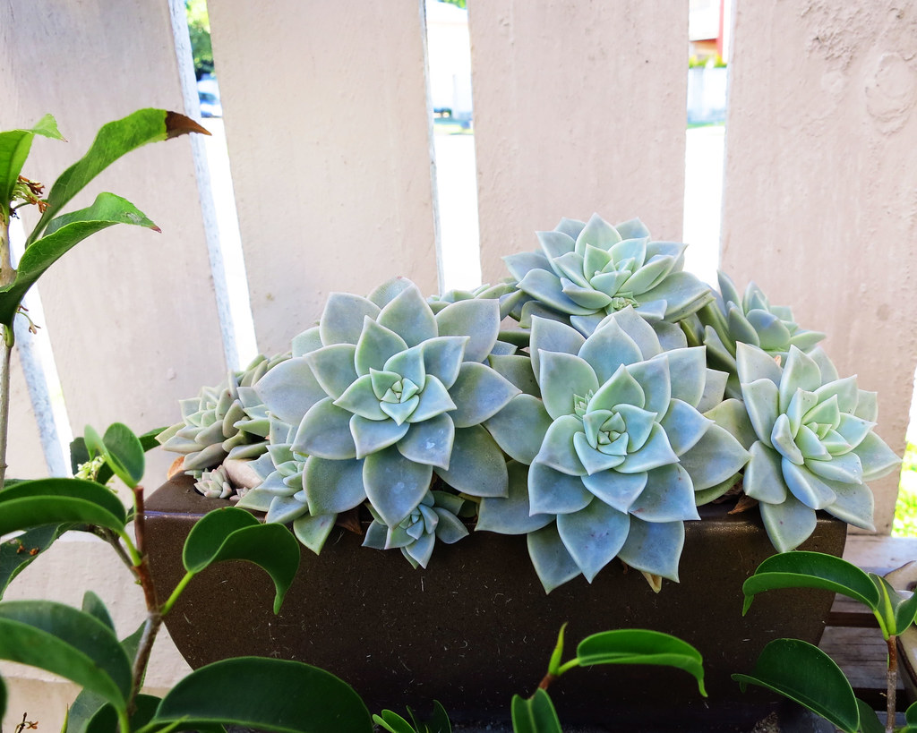 vaso com suculentas planta-fantasma