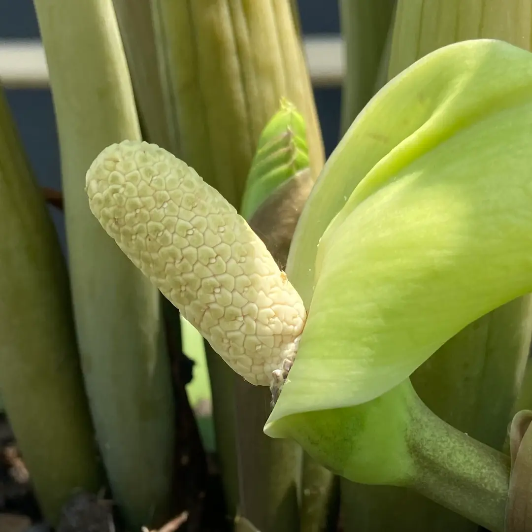 zamioculca com floração