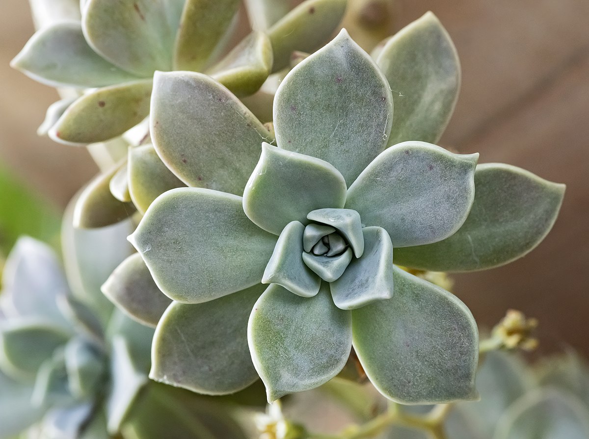 zoom em suculenta planta-fantasma