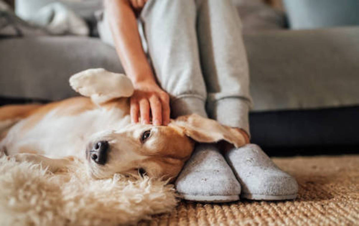 cachorro deitado aos pés de dono