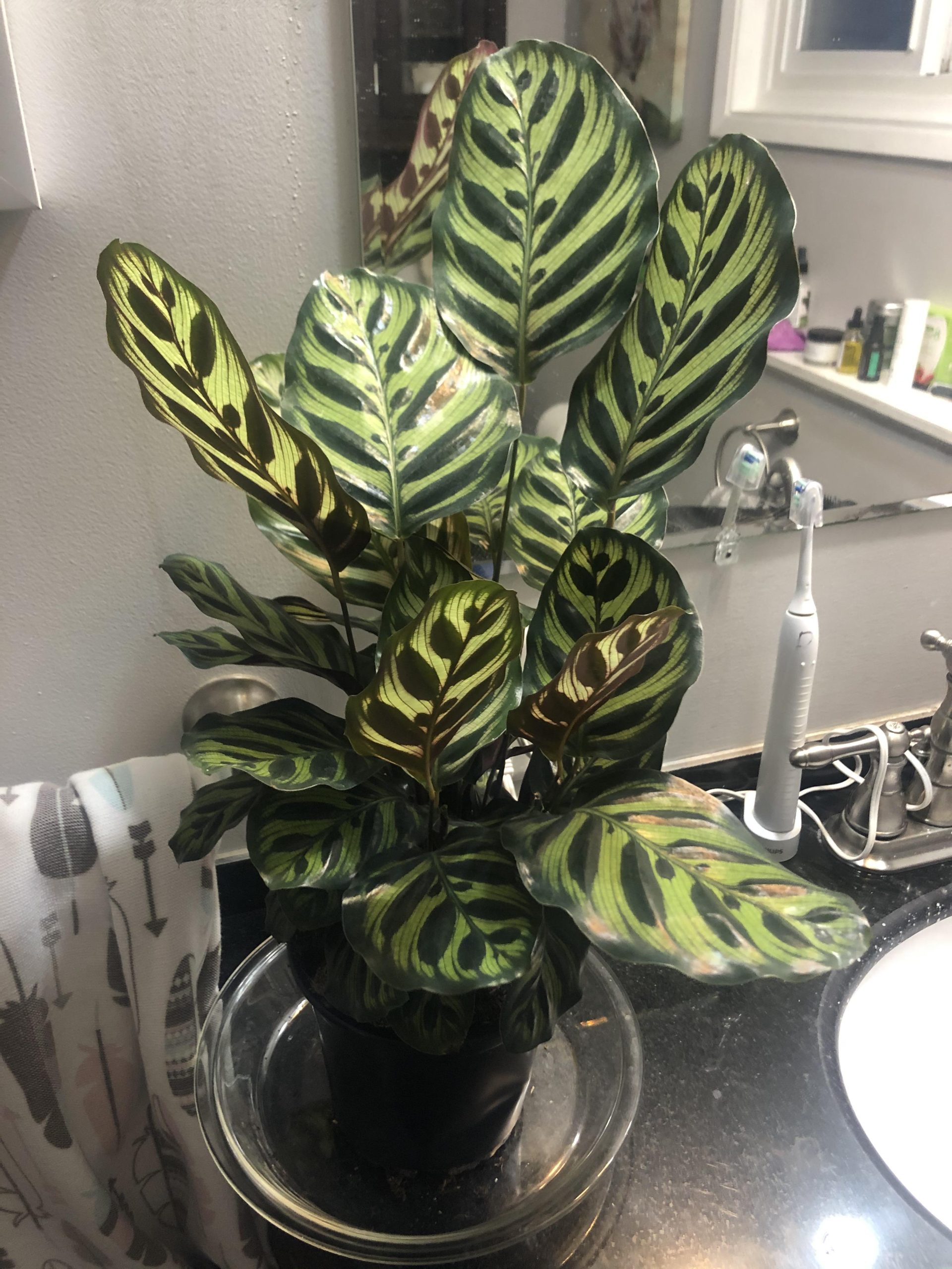 calathea no banheiro