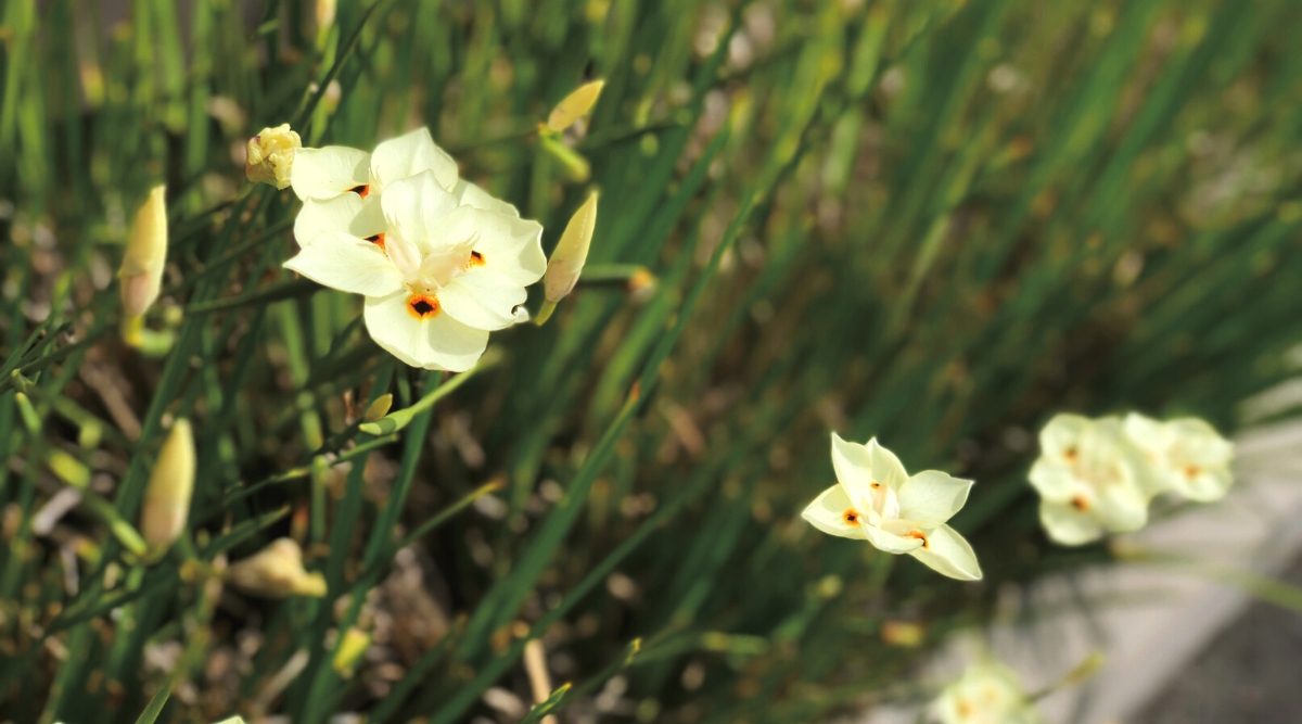 planta moreia em canteiro