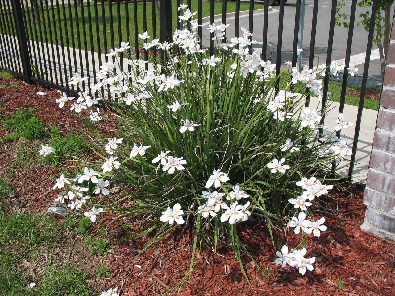 planta moreia em jardim