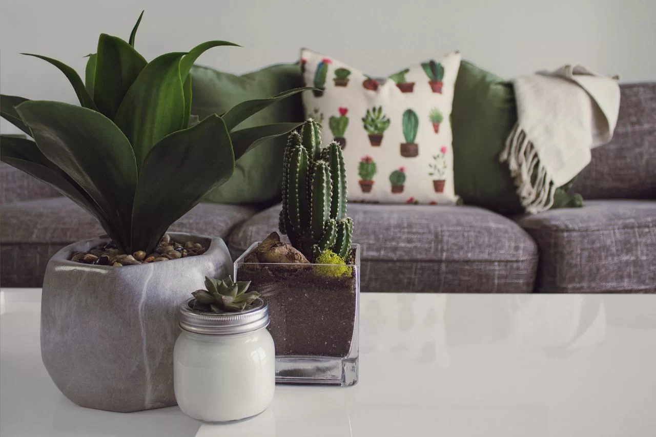 plantas em mesa de centro de sala