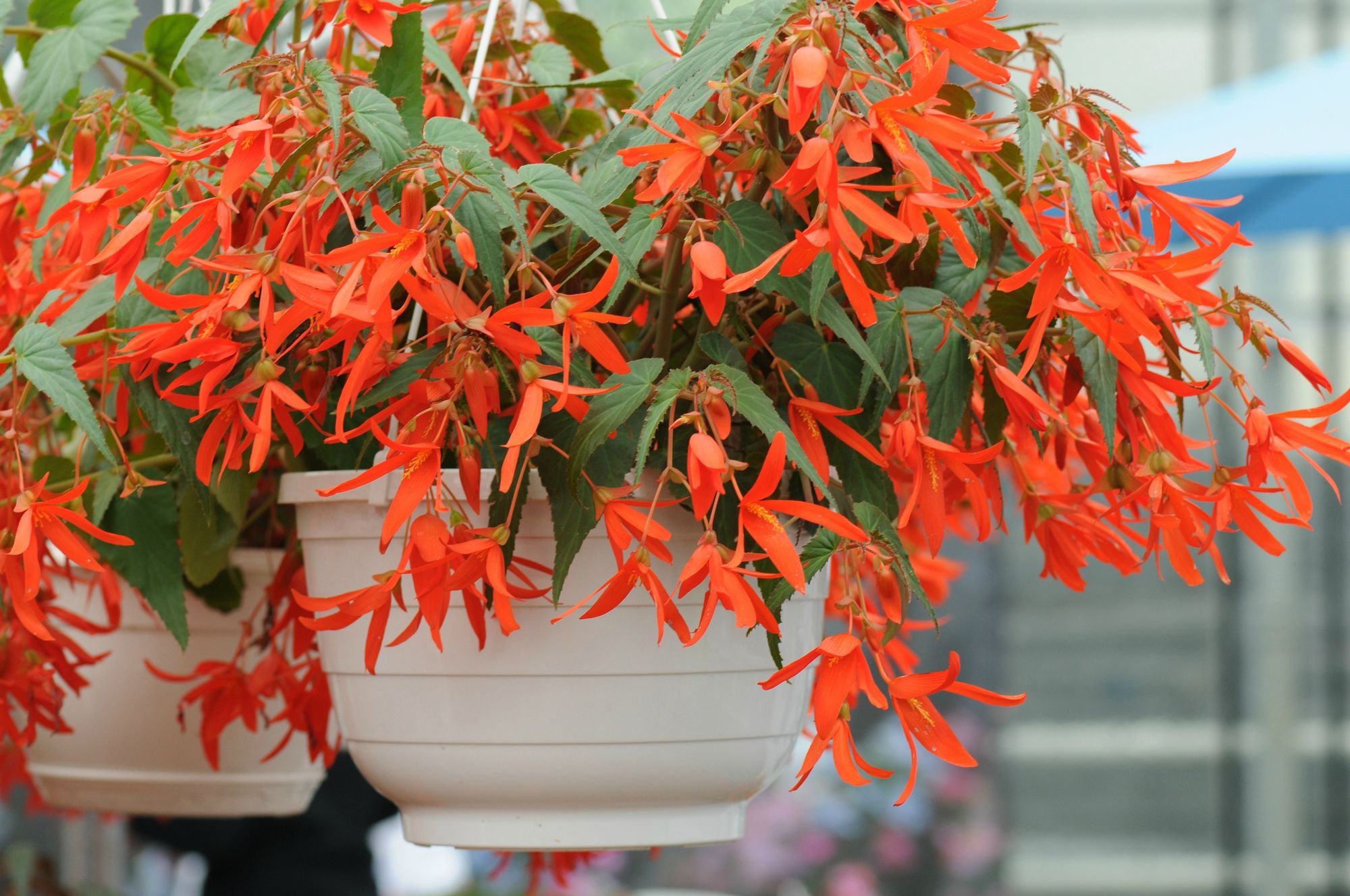 Begonia boliviensis em vaso suspenso