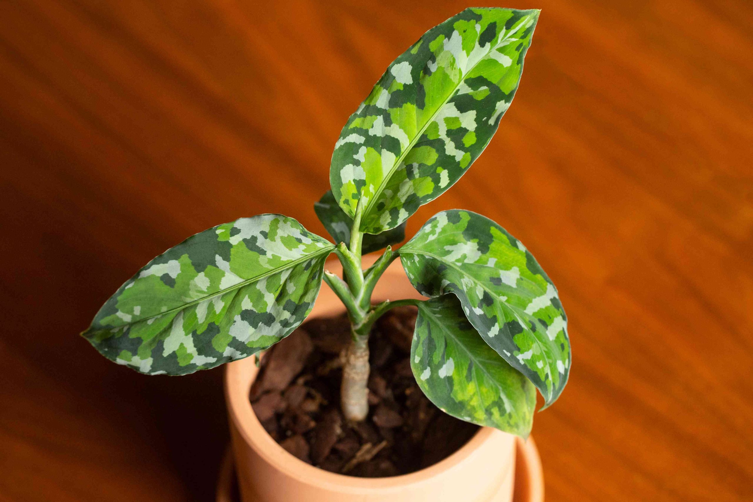 aglaonema tricolor em vaso