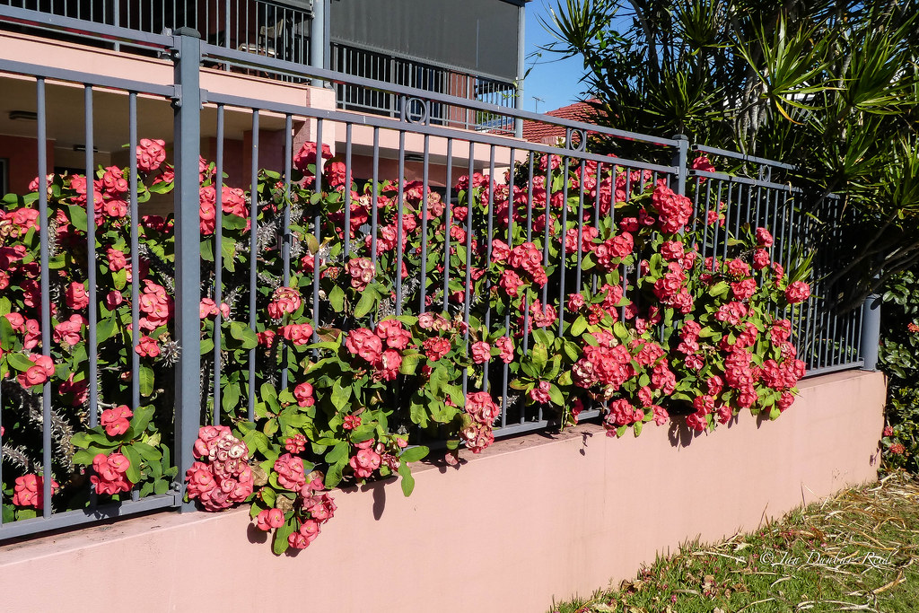 coroa-de-cristo em cerca