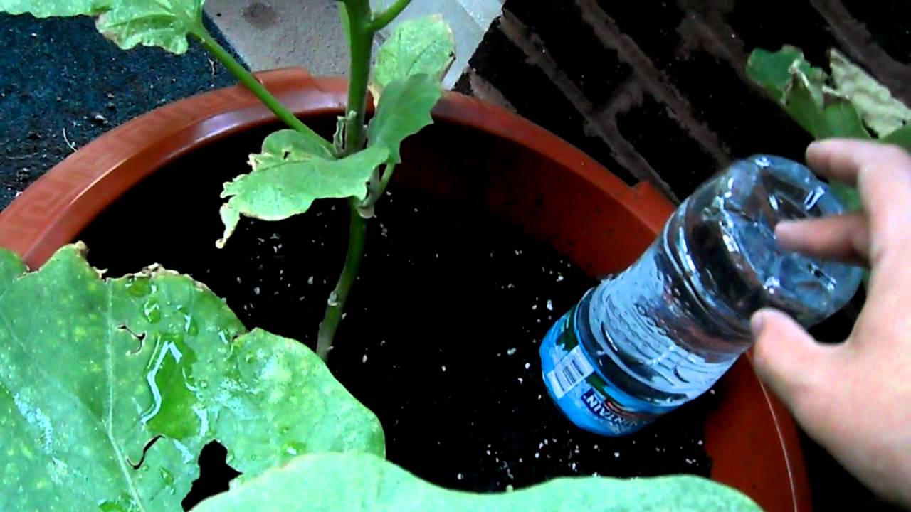 gotejador caseiro para plantas