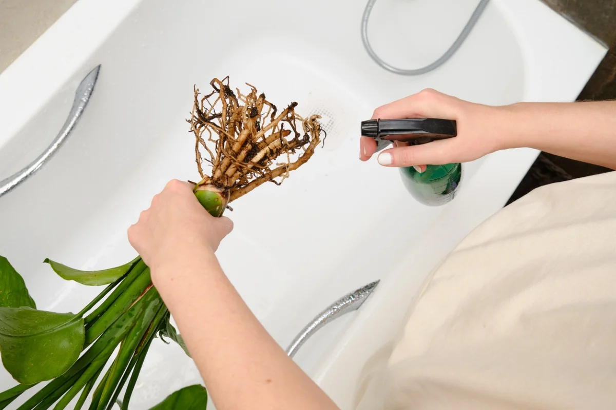 pessoa aplicando água oxigenada em raiz de planta