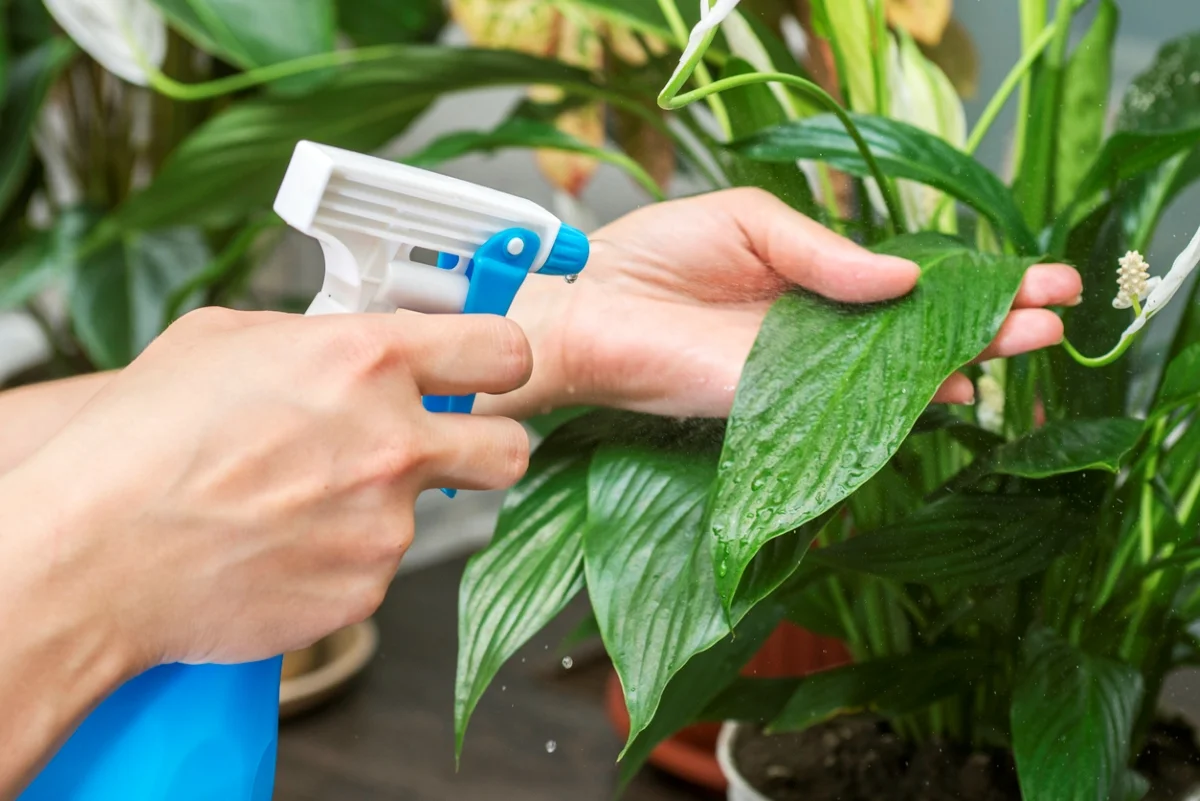 pessoa borrifando água oxigenada nas folhas de planta