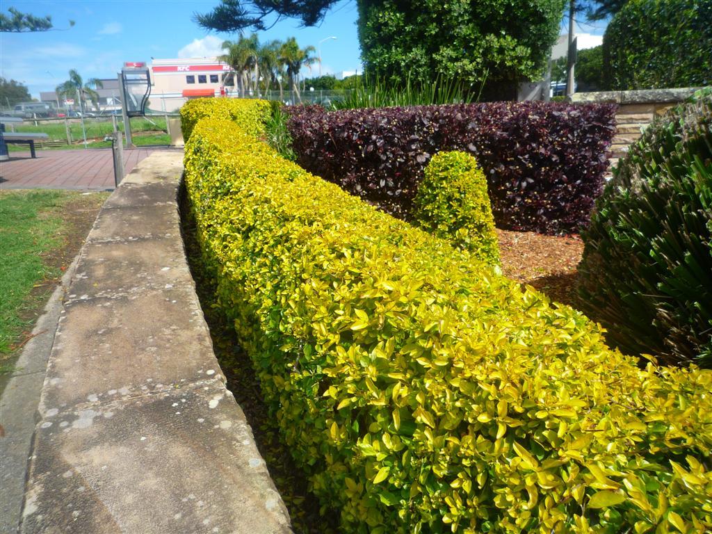 pingo-de-ouro em calçada